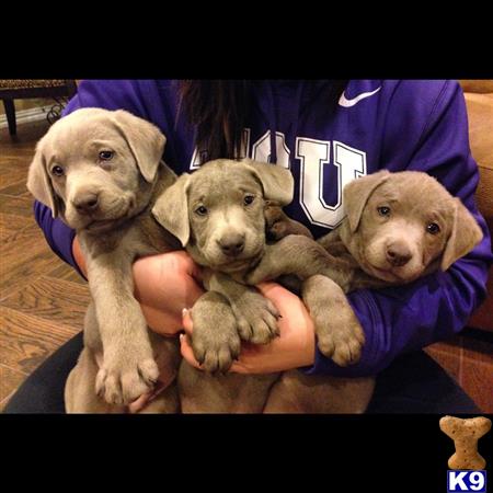 labrador retriever puppy posted by Skyking Silver labs